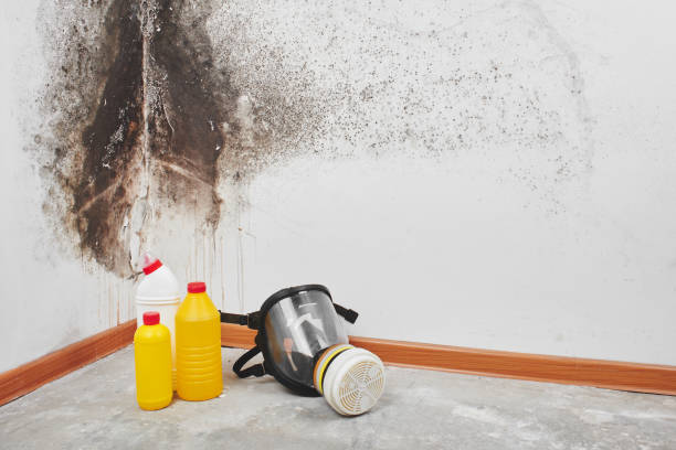 Best Office Mold Removal Services  in Bridgeport, NY