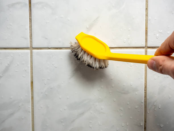 Best Toxic Mold Removal  in Bridgeport, NY