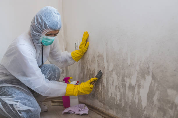 Best Mold Remediation  in Bridgeport, NY