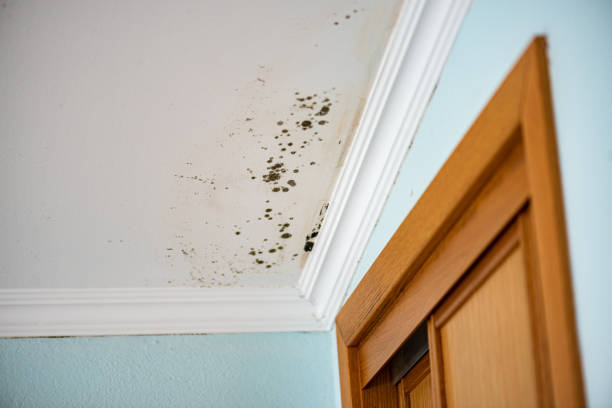 Best Professional Mold Removal  in Bridgeport, NY