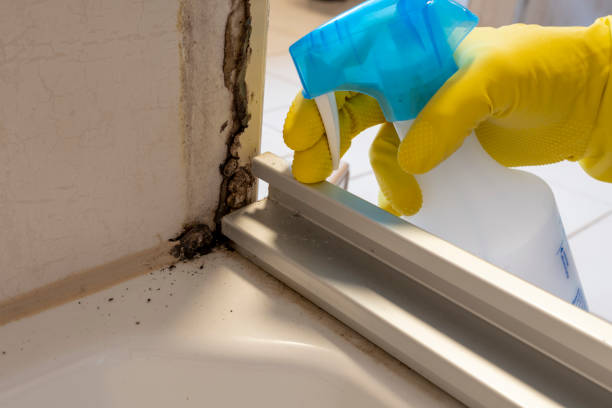 Home Mold Removal in Bridgeport, NY