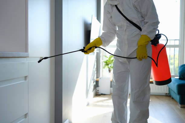 Best Home Mold Removal  in Bridgeport, NY
