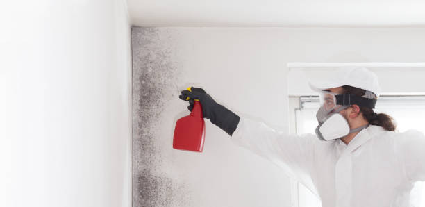 Professional Mold Removal in Bridgeport, NY