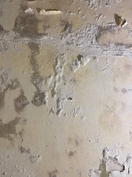 Best Attic Mold Removal  in Bridgeport, NY