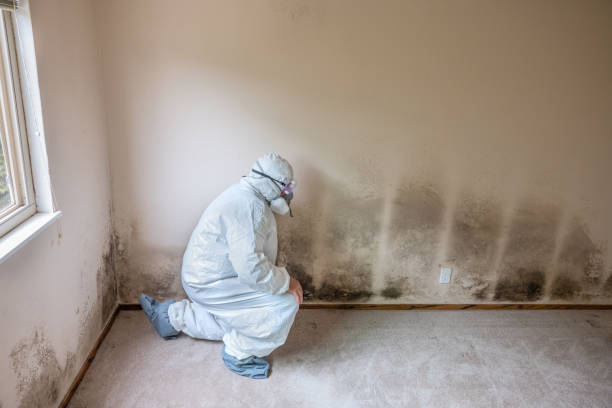 Best Mold Cleaning Services  in Bridgeport, NY