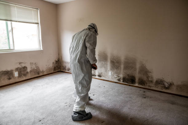 Best Mold Testing  in Bridgeport, NY