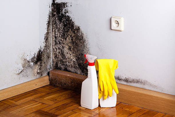 Best Black Mold Removal  in Bridgeport, NY