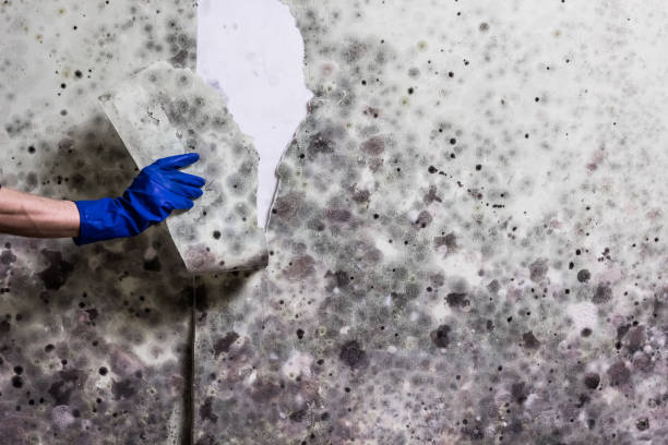 Best Affordable Mold Removal  in Bridgeport, NY