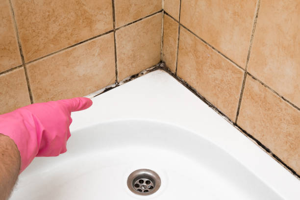 Best Crawl Space Mold Removal  in Bridgeport, NY